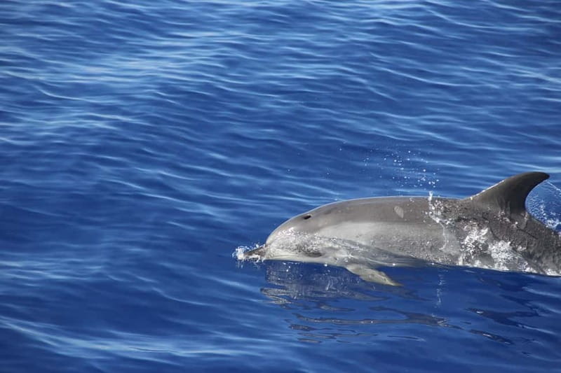 Funchal:Hop-on Hop-off Bus & Whale & Dolphin boat Excursion - Who this combo suits best (and who should think twice)