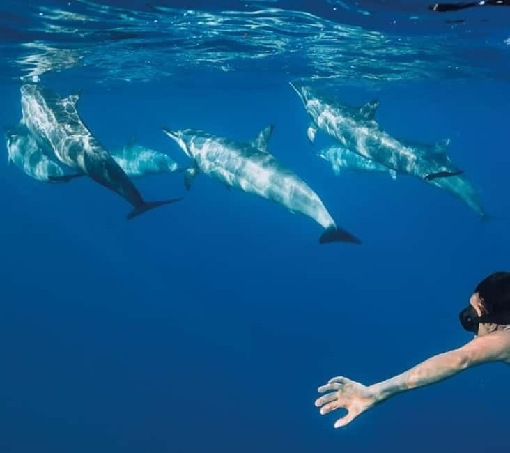 Funchal: Whale Watching and Swimming with Dolphins Cruise - Key things to know before you go