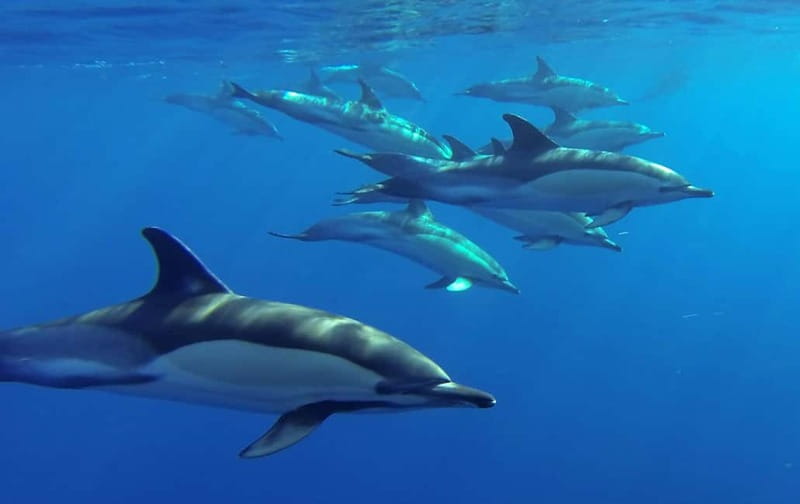 Funchal: Whale Watching and Swimming with Dolphins Cruise - Marine Biologist Talks: The Info That Turns Spotting Into Understanding