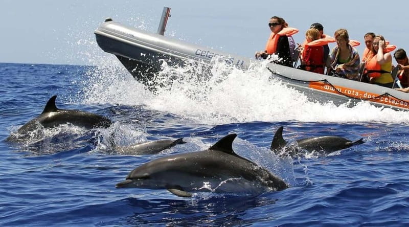 Funchal: Whale Watching and Swimming with Dolphins Cruise - Whale Watching Time: What the 2.5 Hours Really Feel Like