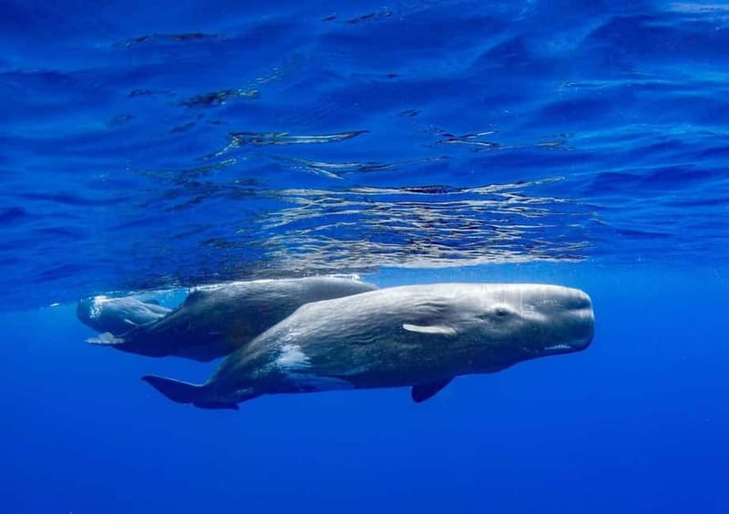 Funchal: Whale Watching and Swimming with Dolphins Cruise - Getting the Timing Right: Dress for Waves and Water Time