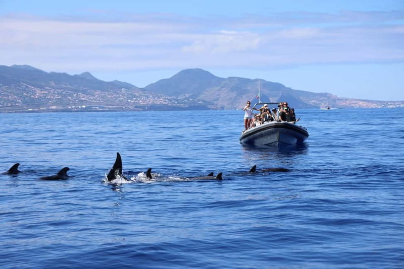 Funchal: Whale Watching and Swimming with Dolphins Cruise - Price and Value: Is $94 Worth It?