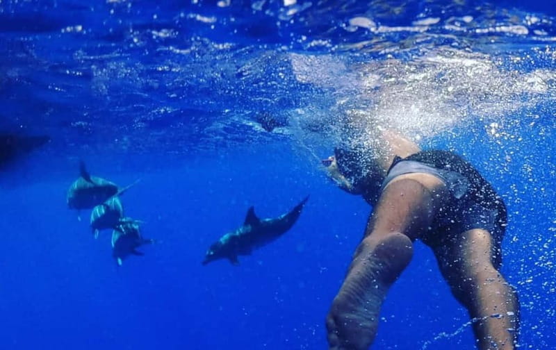 Funchal: Whale Watching and Swimming with Dolphins Cruise - When the Wildlife Doesn’t Show: The Free Second Trip Plan