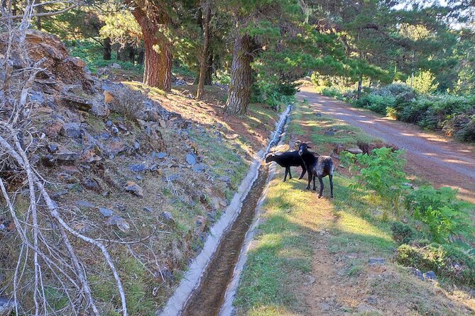 Gastro hike (Private Tour) - Poncha at a Mountain Landmark: Sip, Then Understand