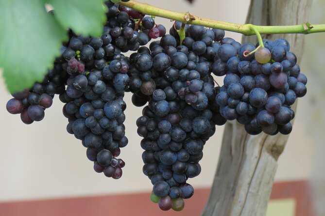 Guided 4x4 Adventure and Skywalk with Wine and Tapas in Madeira - When to go and what to bring for skywalk + mountains
