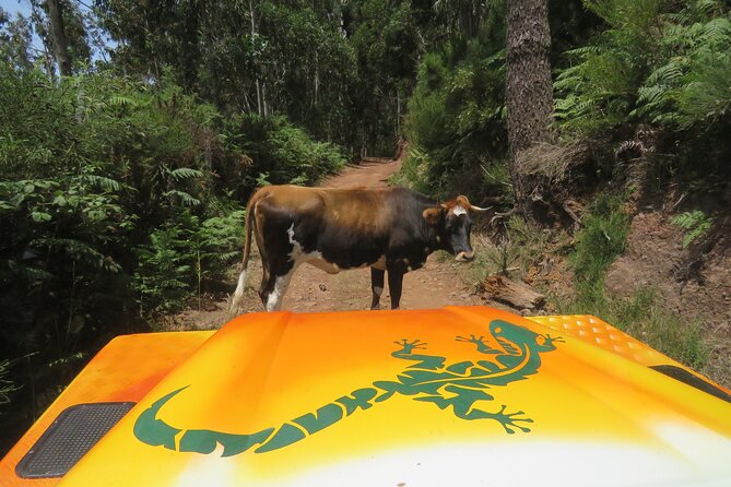 Guided Exploration of Southwest Madeira in a 4x4 - Key Highlights You Should Expect