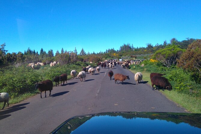 Half Day Jeep Safari Tour at Pico Areeiro and Santo da Serra - Santo da Serra: a calmer parish stop with local flavor