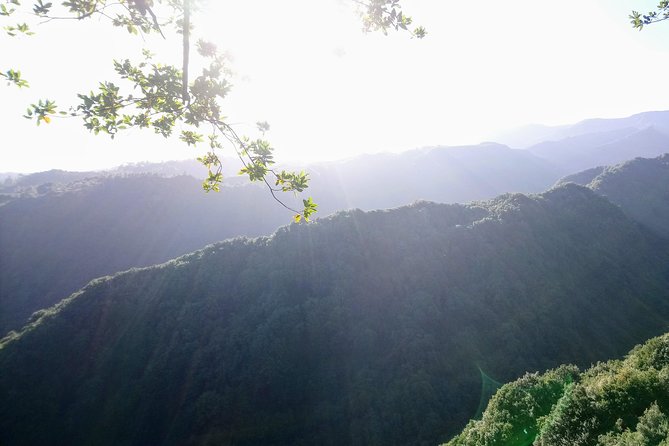 Hike in Laurisilva Levada do Rei - Madre of Life small Group guided walk - Transfers, Guides, and the Real Value of the $60.08 Price