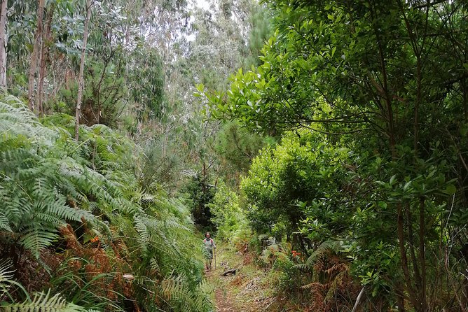 Hiking and Trekking tours in Madeira - End of the Hike: Poncha Time and How to Think About Food
