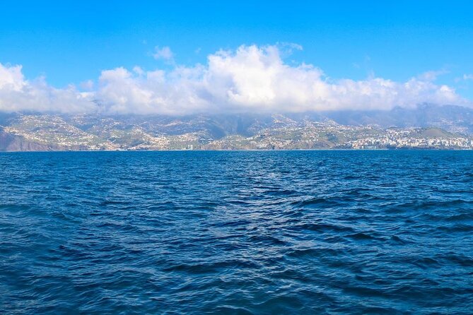 Hop-on Hop-off Bus Tour and Catamaran Whale & Dolphin Watching - Starting wherever you want: how the bus day should feel