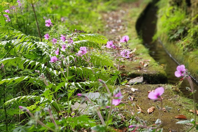 Kings Levada - São Jorge - Should you book the Kings Levada - São Jorge hike?