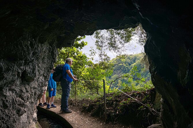Levada do Rei (PR18) - Through Madeira's Majestic Laurissilva - Laurissilva wildlife and plant talk: why the guide changes the whole experience