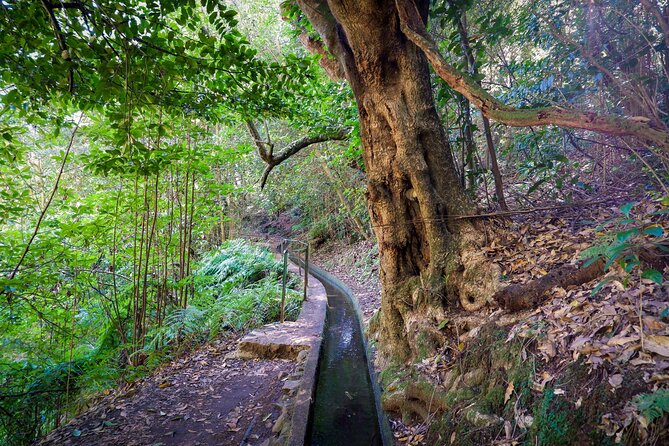Levada do Rei (PR18) - Through Madeira's Majestic Laurissilva - Who should book this levada walk, and who should skip it