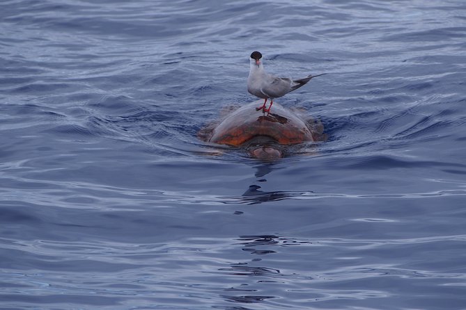 Madeira Dolphin and Whale Watching on a Ecological Catamaran - Respectful viewing: you see animals, but not at any cost