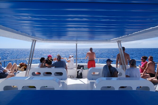 Madeira Dolphin and Whale Watching on a Ecological Catamaran - Guides and crew: what good looks like on the water