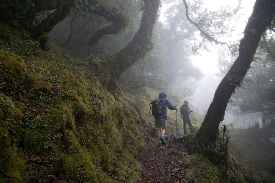 Madeira: PR 9 - Levada do Caldeirão Verde Hike Transfer - What This Levada Day Really Delivers on Madeira
