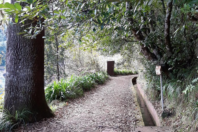 Madeira: Private 1.5-Kilometer Levada dos Balcões Hike PR11 - From Funchal to Ribeiro Frio: pickup that saves your energy