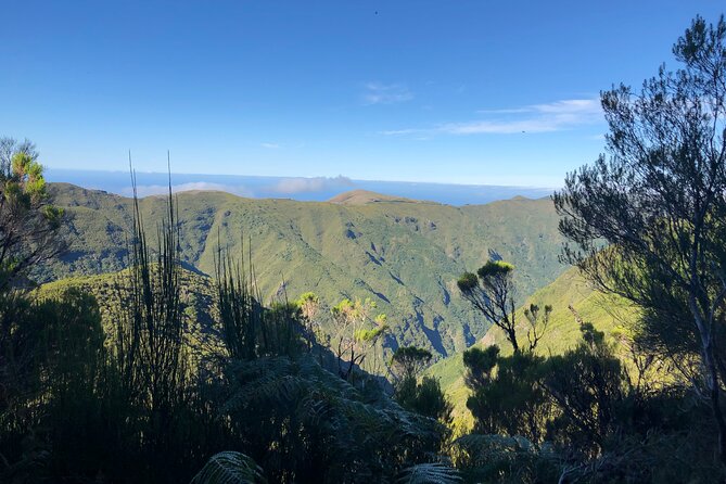 Madeira: Private Guided Walk Vereda Fanal PR13 - Paul da Serra Vereda Fanal PR13: Walking Next to the Levada