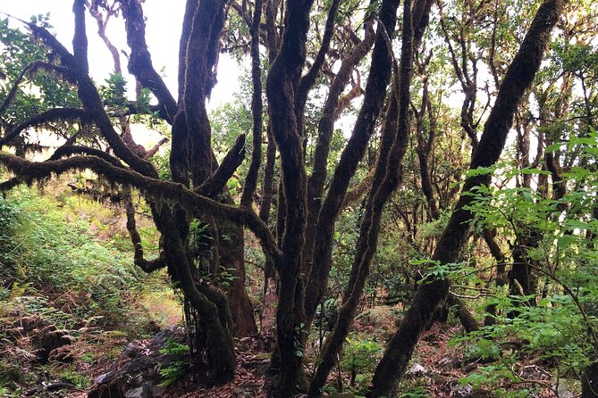 Madeira: Private Guided Walk Vereda Fanal PR13 - Getting There Without Fuss: Pickup, Transport, and the 5-Hour Reality