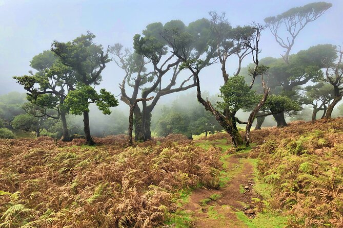 Madeira: Private Guided Walk Vereda Fanal PR13 - Weather on Madeira: Dress for All Conditions