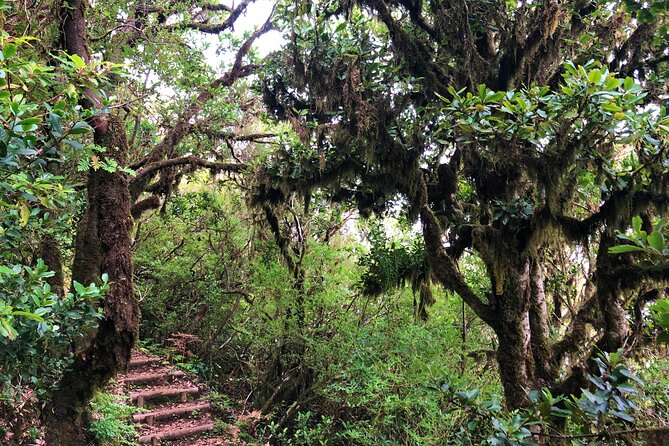 Madeira: Private Guided Walk Vereda Fanal PR13 - What’s Included vs. Not: The Real Value of This Price