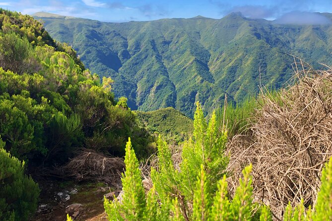 Madeira: Private Guided Walk Vereda Fanal PR13 - How Hard Is It, Really? Moderate Fitness and Uneven Ground