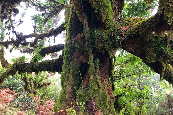Madeira: Private Guided Walk Vereda Fanal PR13 - Food, Stops, and the Vehicle Rule You Should Not Ignore