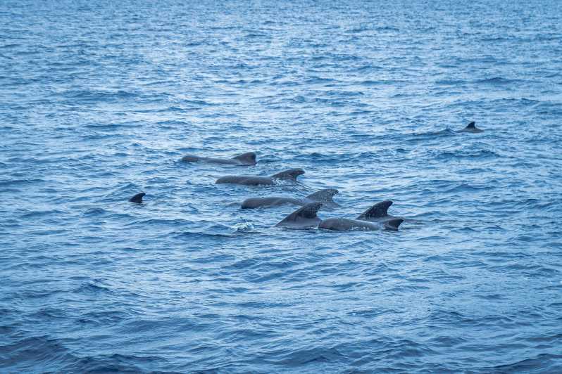 Madeira : Whales and Dolphins wooden boat excursion - Key highlights to zero in on