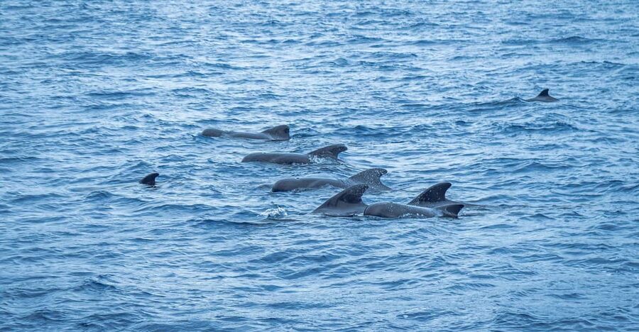 Madeira : Whales and Dolphins wooden boat excursion - Entering The World-Class Water Near Funchal