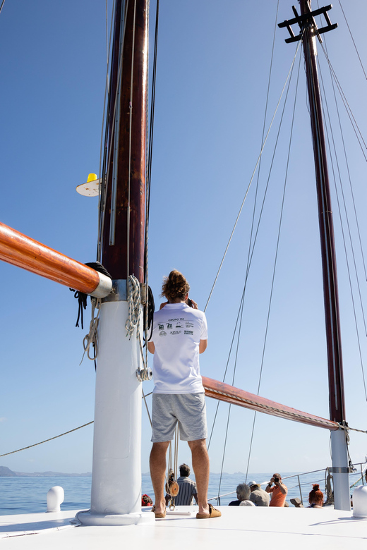 Madeira : Whales and Dolphins wooden boat excursion - The 3-Hour Dolphin And Whale Watching Window