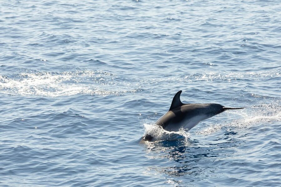 Madeira : Whales and Dolphins wooden boat excursion - The Cabo Girão Swim Stop: Best Case and Backup Plan