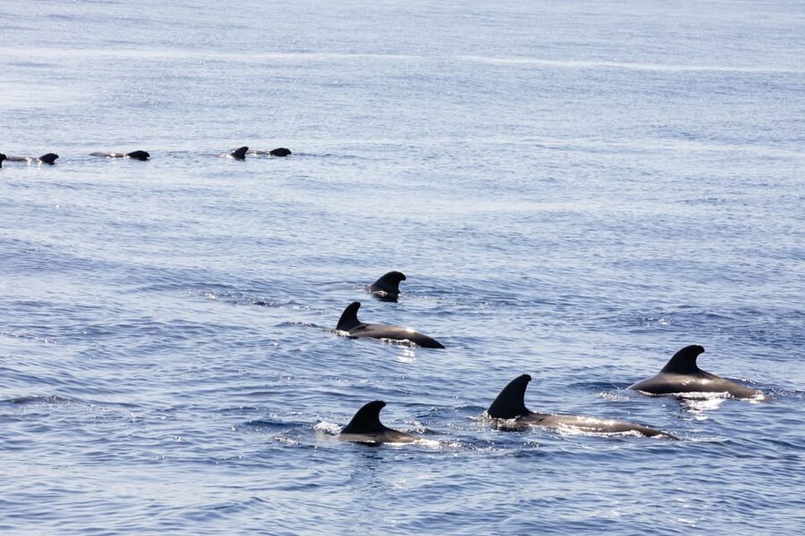 Madeira : Whales and Dolphins wooden boat excursion - Wooden Boat Comfort: Shade, Seating, and Real Facilities