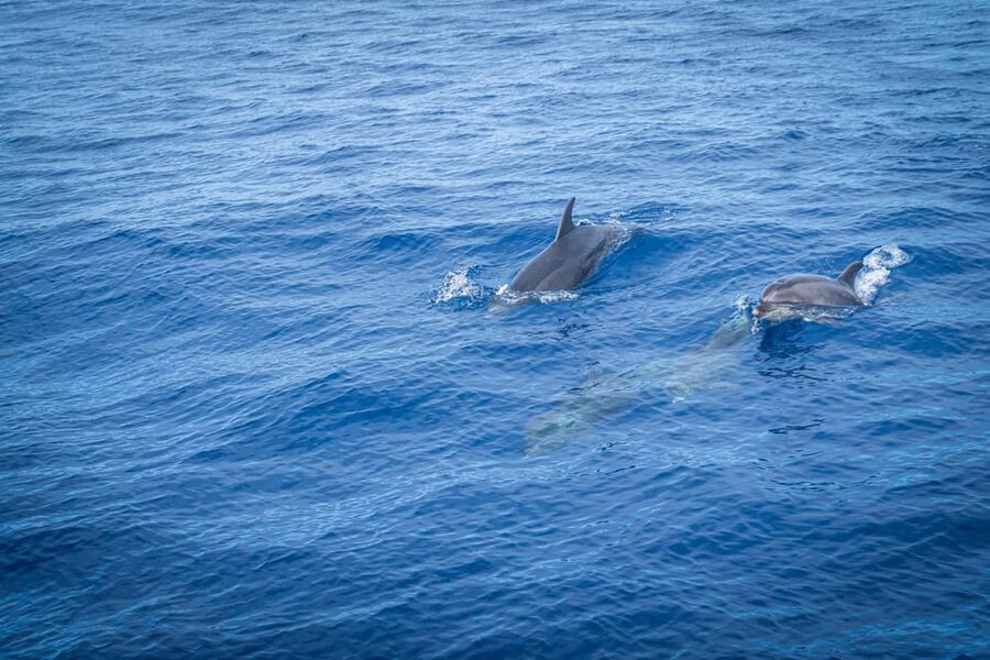 Madeira : Whales and Dolphins wooden boat excursion - Crew and English Guidance: Finding Wildlife Takes Teamwork
