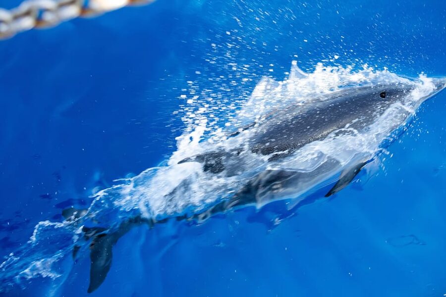 Madeira : Whales and Dolphins wooden boat excursion - Price and Value: What $41 Really Buys You