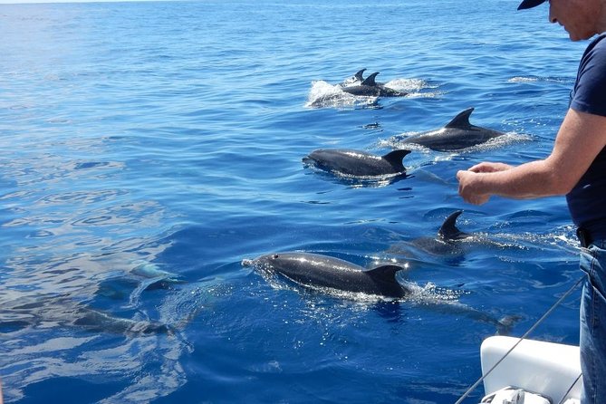 Magic Dolphin Celebrity - How the whale and dolphin search actually works