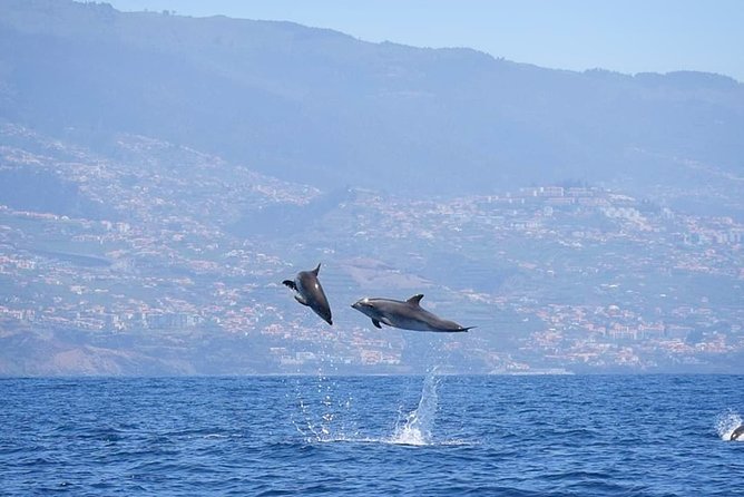 Magic Dolphin Celebrity - Gabo Girão dip in summer: fun swim, but watch the timing