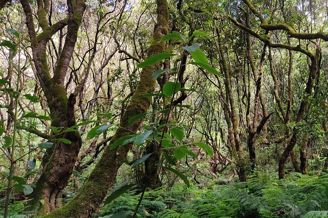 PR9 Caldeirão Verde Queimadas Levada Self-Guided Hiking Transfer - Fees you should budget: WC and the €3 forest tax