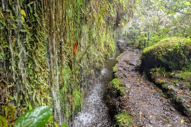 PR9 Caldeirão Verde Queimadas Levada Self-Guided Hiking Transfer - Crowds, narrow sections, and the last-stretch nerves