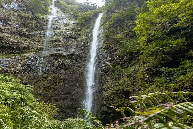 PR9 Caldeirão Verde Queimadas Levada Self-Guided Hiking Transfer - Timing, distance details, and who this hike suits best