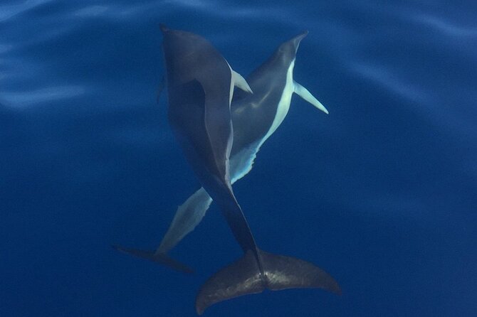Private Dolphin and Whale Watching Tour in Madeira - On Board Comfort: Drinks, Toilets, and That Post-Swim Cleanup