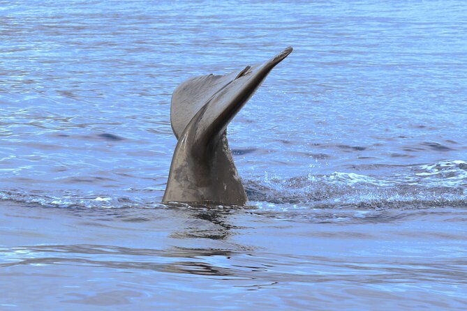 Private Dolphin and Whale Watching Tour in Madeira - When Weather Changes Plans: You Still Get Your Sea Day