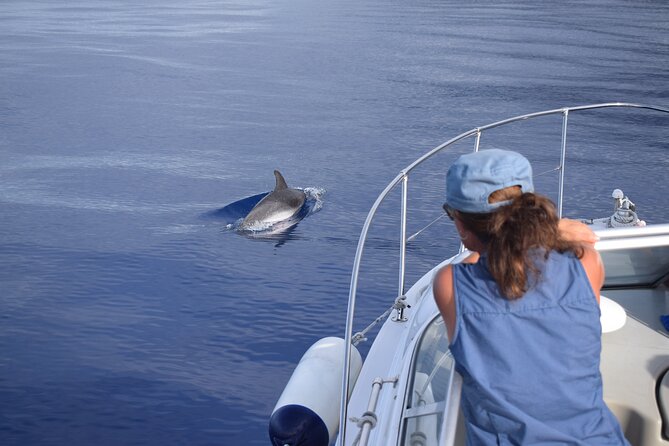 Private Dolphin and Whale Watching Tour in Madeira - Price and Value for a Group of Up to 5