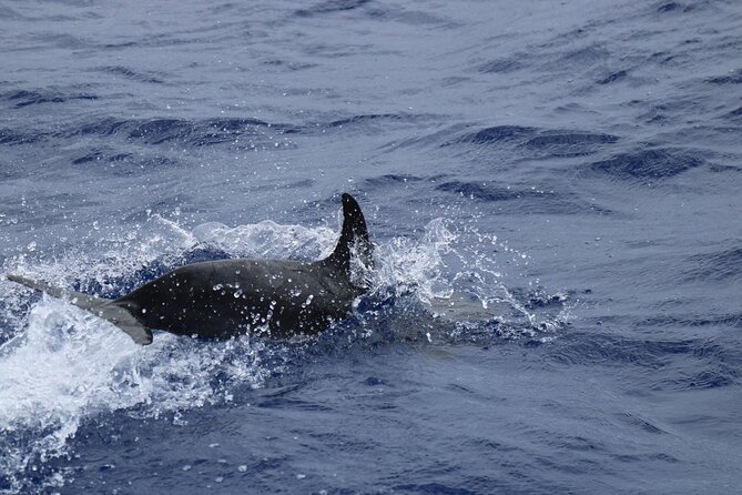 Private Dolphin and Whale Watching Tour in Madeira - Who This Private Dolphin and Whale Watching Tour Is For