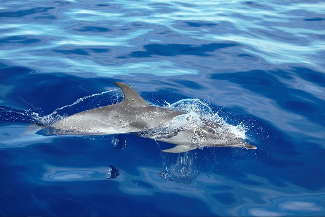 Private Dolphin and Whale Watching Tour in Madeira - The Swim and Snorkel Stop: Where the Tour Becomes Real