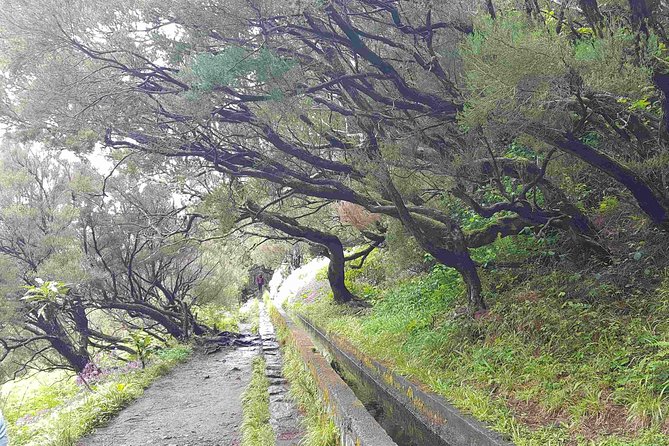 Private Guided Walk Levada 25 Fontes - Nature spotting with a local guide: birdlife, endemic plants, and real stories