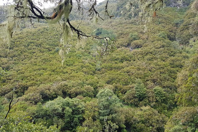 Private Guided Walk Levada 25 Fontes - Planning your day in Madeira: lunch, timing, and realistic expectations