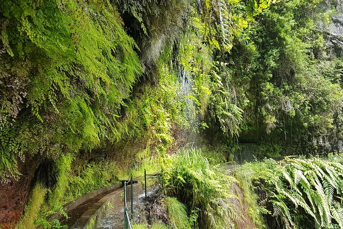 Private Guided Walk Levada do Rei - What You’ll Learn as You Walk: Endemic and Introduced Vegetation