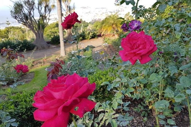 Private Halfday Madeira Garden Tour - Who should book this tour