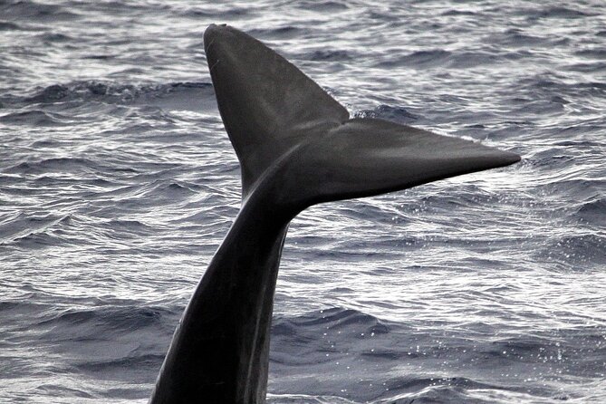 Responsible Whales and/or Dolphins Watching Tour - Speedboat wildlife watching with a responsible mindset
