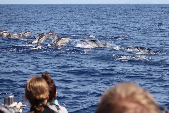Responsible Whales and/or Dolphins Watching Tour - What happens during the 2-hour outing
